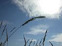 blue_sky