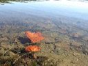 floating_leaf
