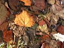 golden_leaf