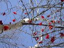 red_berries