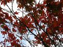 red_leaves_in_wales