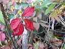 red_leaves_of_ann_arbor