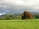 wales_tree_i